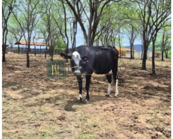 Foto de 79 Matrizes bovinas( vacas ) Leiteiras, Girolanda 